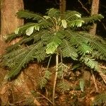 Phyllanthus mimosoides موطن