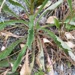 Campanula sibirica List