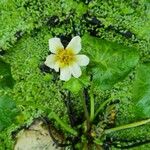 Caltha leptosepala Fiore