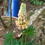 Lupinus arboreus Fiore