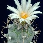 Turbinicarpus schmiedickeanus Квітка