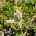 Antennaria dioicaBlomst