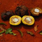 Irvingia excelsa Fruit