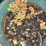 Sedum spathulifolium फूल