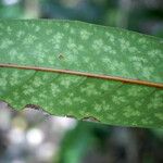 Coptosperma borbonicum List