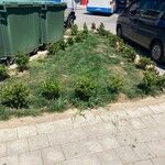 Eragrostis curvula Συνήθη χαρακτηριστικά