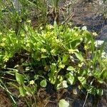 Ranunculus ophioglossifolius Mosusu