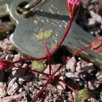 Eriogonum nortonii Habit