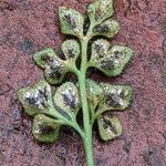 Asplenium ruta-muraria Froito