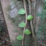 Marcgravia umbellata Hoja