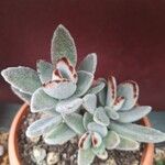 Kalanchoe tomentosa Folha