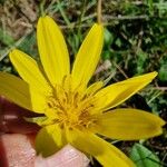 Tragopogon orientalisFlor