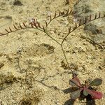 Limonium avei Habitus