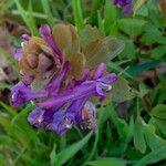 Corydalis solida Blomst