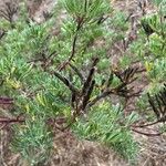 Lupinus arboreus Feuille