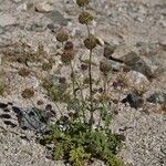 Salvia columbariae Habitus