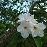 Cordia boissieri Blomst