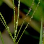 Digitaria violascens Bark