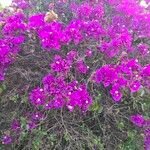 Bougainvillea glabraKvět