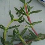 Salsola soda Hoja