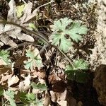 Ranunculus ollissiponensis Leaf