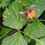 Rubus spectabilis Fruit