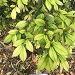 Syzygium myrtifolium Hoja