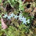 Sedum anglicum Квітка