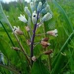 Bellevalia romana Flower