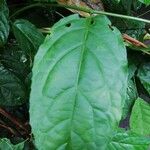 Erythrococca chevalieri Φύλλο