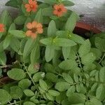Zinnia angustifolia Flor