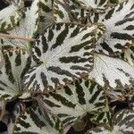 Begonia imperialis Hoja