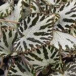 Begonia imperialis Leaf