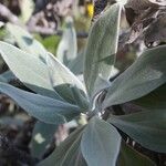 Helichrysum melaleucum Lapas