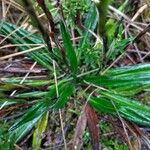Oritrophium peruvianum Leaf