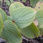 Origanum rotundifolium पत्ता