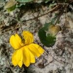 Goodenia caroliniana Bloem