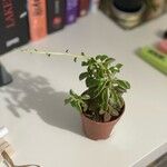 Peperomia asperula Folla