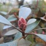 Rhododendron apoanum Ostatní