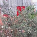 Tessaria absinthioides Hábito