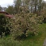 Malus domestica Habitus