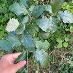 Sorbus mougeotii Levél