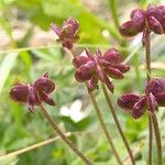 Anemonastrum narcissiflorumFruit