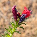 Echium creticum Flower