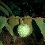 Annona sericea Fruit
