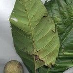 Simira maxonii Leaf