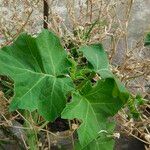 Solanum viarum Feuille