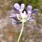 Scabiosa triandra Цветок