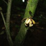 Uvariodendron molundense Flor
