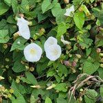 Calystegia silvatica ফুল